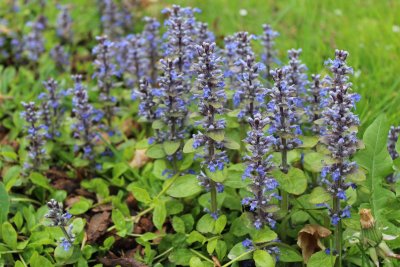 Ajuga reptans - zběhovec plazivý